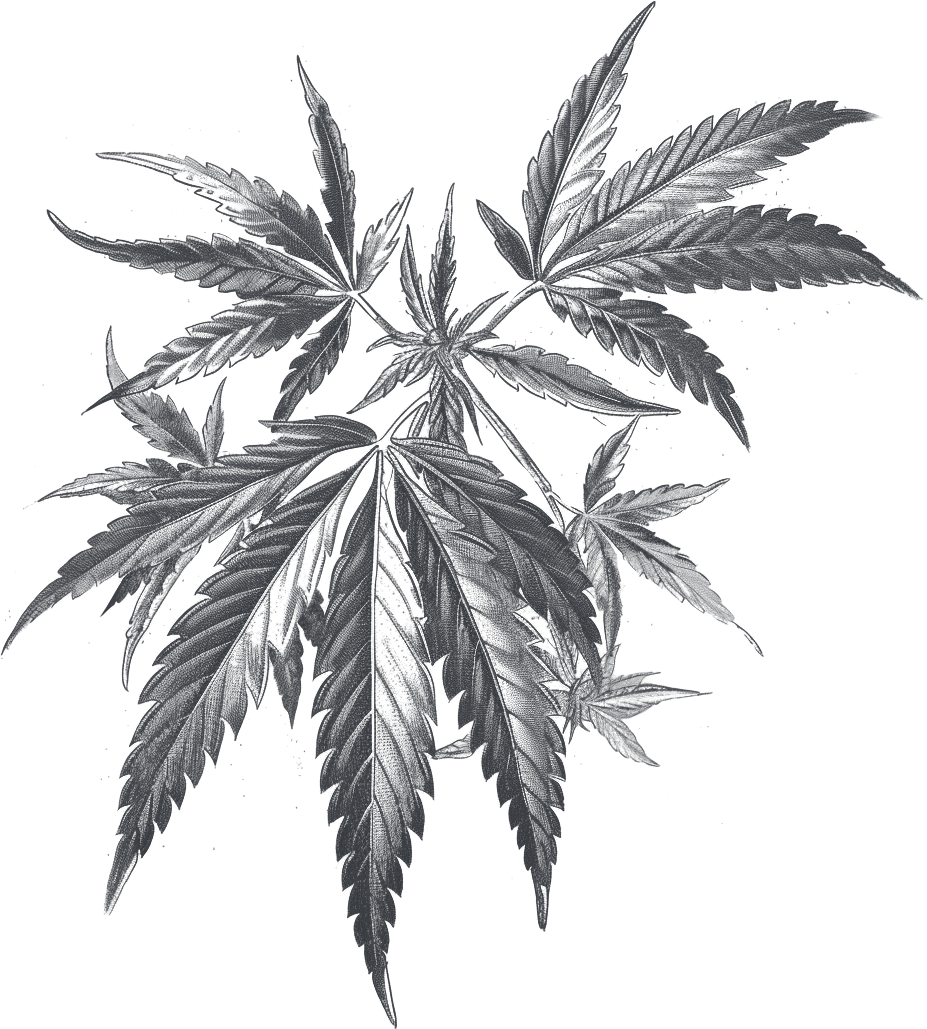 Cannabis leaves